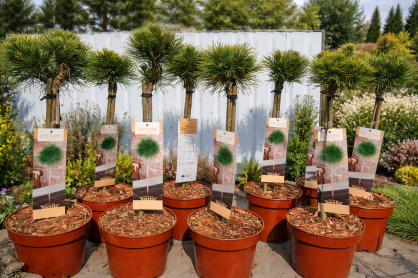 Sosna Górska "Varella" szczepiona (Pinus Mugo)