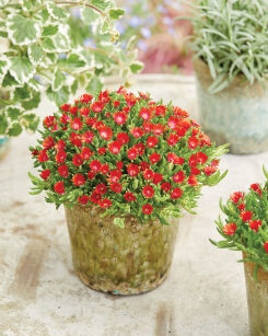 Delosperma Słonecznica Ice Cream™ Fire (Delosperma Cooperi)