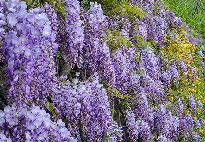 Glicynia Chińska Fioletowa (Wisteria sinensis)