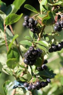 Aronia śliwolistna "Nero" (Aronia prunifolia)