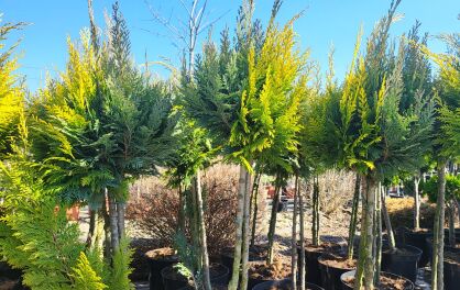 Cyprysik Lawsona "Ivonne + Alumi" szczepione  (Chamaecyparis Lawsoniana)