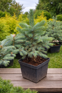Świerk Kłujący "Royal Blue" (Picea Pungens)