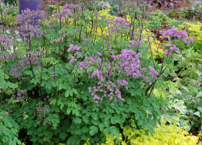 Rutewka Orlikolistna "Black Stockings" (Thalictrum Aquilegifolium)