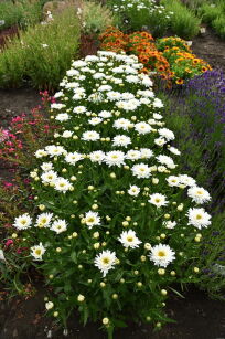 Złocień Wielki "Sweet Daisy Rebecca" ( Leucanthemum Maximum)