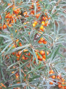 Rokitnik Pospolity "Askola" (Hippophae Rhamnoides)