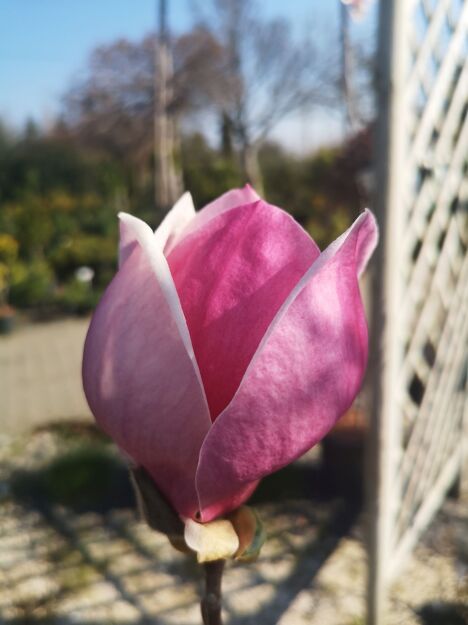 Magnolia Pośrednia 