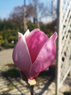 Magnolia Pośrednia "Rustica Rubra" (Magnolia Soulangeana)
