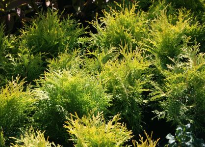 Żywotnik Zachodni "Golden Globe" (Thuja Occ.)