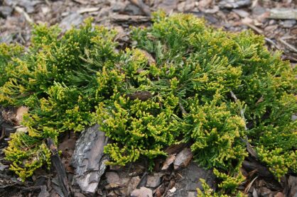 Jałowiec Płożący "Golden Carpet" (Juniperus Horizontalis)
