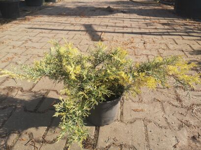 Jałowiec Pfitzera "Blue and Gold" (Juniperus Pfitzeriana)