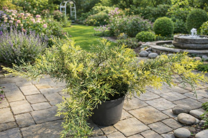 Jałowiec Pfitzera "Blue and Gold" (Juniperus Pfitzeriana)