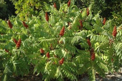 Sumak Octowiec (Rhus Typhina)