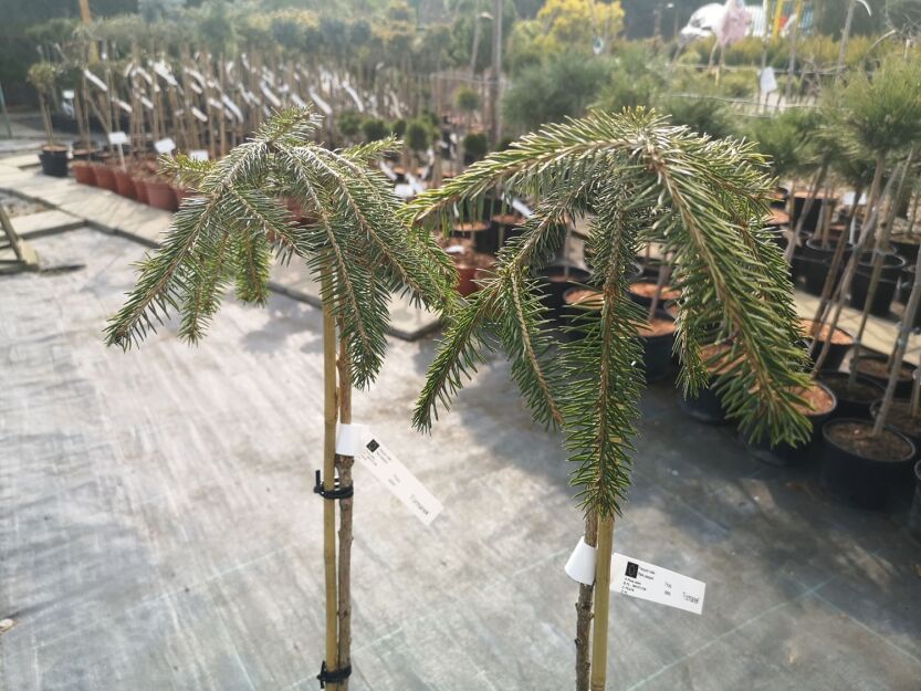  Duplicate-1