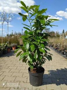 Laurowiśnia Wschodnia (Prunus Laurocerasus )