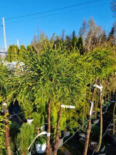Żywotnik Zachodni "Filiformis" szczepiony (Thuja Occ.)