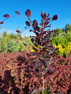 Buk Pospolity "Dawyck Purple" (Fagus Sylvatica)