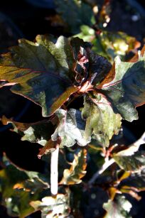 Buk Pospolity "Dawyck Purple" (Fagus Sylvatica)