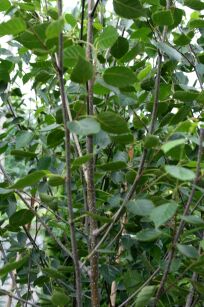 Brzoza Pożyteczna "Doorenbos" (Betula Utilis)