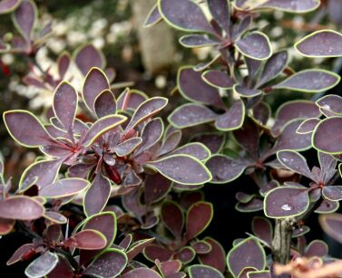 Berberys Thunberga "Golden Ring" (Berberis Thunbergii)