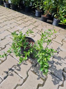 Pigwowiec Pośredni "Jet Trail" (Chaenomeles x Superba)