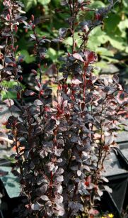 Berberys Thunberga "Red Rocket" (Berberis Thunbergii)