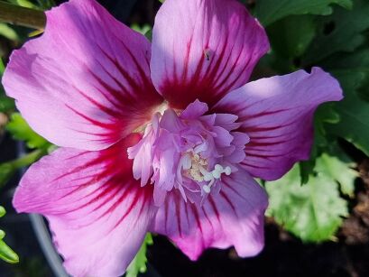 Ketmia Syryjska "Maike" (Hibiscus Syr.) 