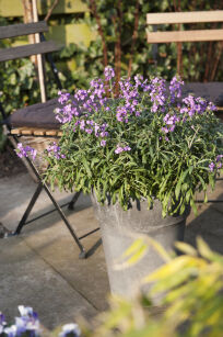 Pszonak Lnolistny "Bowles Me Away" (Erysimum linifolium)