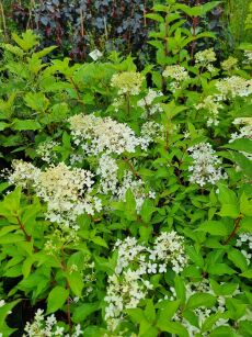 Hortensja Bukietowa "Phantom" (Hydrangea Paniculata)