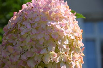 Hortensja Bukietowa "Phantom" (Hydrangea Paniculata)