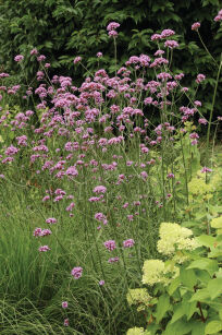 Werbena Patagońska "Violet Blue" (Verbena Bonariensis)