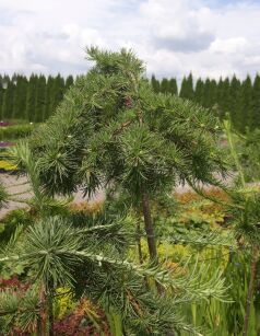 Modrzew Japoński "Pendula" szczepiony (Larix Kaempferi)