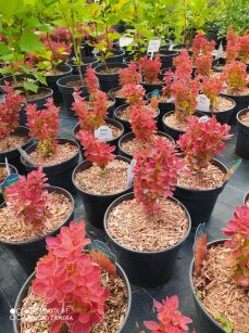 Berberys Thunberga "Orange Ice" (Berberis Thunbergii)