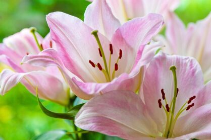 Lilia Azjatycka doniczkowa "Sorocaba" (Lilium asiatic)