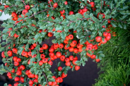 Irga Szwedzka "Coral Beauty" (Cotoneaster Suecicus)