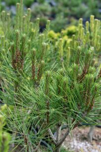 Sosna Gęstokwiatowa "Umbraculifiera" (Pinus Densiflora)