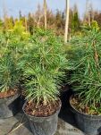 Sośnica Japońska  (Sciadopitys Verticillata) - 5