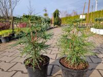 Sośnica Japońska  (Sciadopitys Verticillata) - 3
