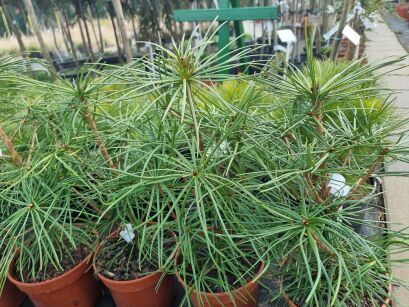 Sośnica Japońska  (Sciadopitys Verticillata)