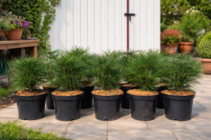 Sośnica Japońska  (Sciadopitys Verticillata)