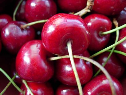 Czereśnia „Regina” goły korzeń (Prunus avium)