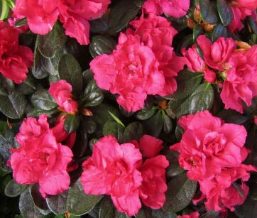 Azalia Japońska "Canzonetta" (Azalea Japonica)