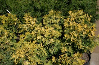 Żywotnik Zachodni "Golden Globe" (Thuja Occ.)