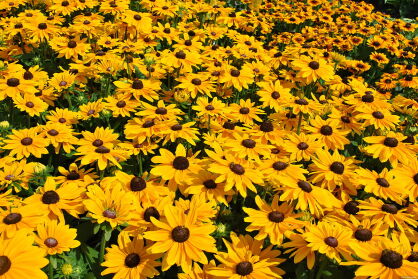 Rudbekia "SmileyZ Big Luck" (Rudbeckia)