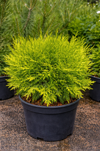 Żywotnik Zachodni "Danica Aurea" (Thuja Occ.)