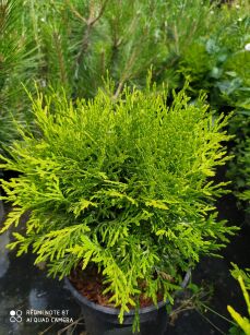 Żywotnik Zachodni "Danica Aurea" (Thuja Occ.)