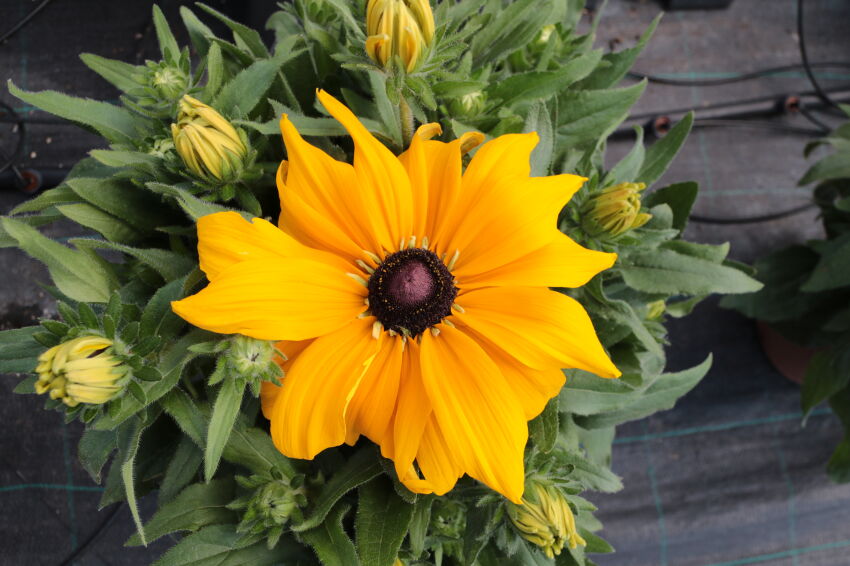 Rudbekia Sunbeckia®  