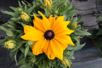Rudbekia Sunbeckia®  "Paulina" (Rudbeckia)