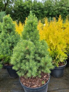 Świerk Biały "Conica" (Picea Glauca)