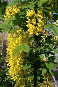 Złotokap Waterera "Vossii" Pa (Laburnum x Watereri)