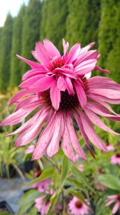 Jeżówka Purpurowa "Doubledecker" ( Echinacea Purpurea )